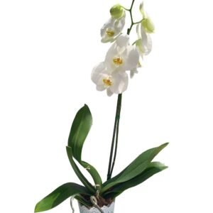 Orquidea Phalaenopsis blanca